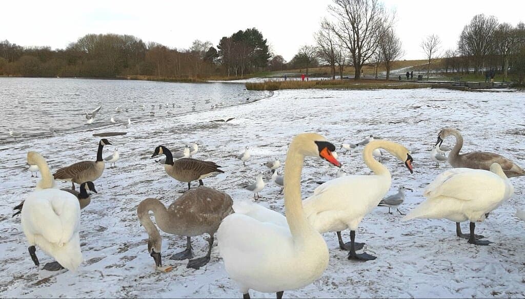 Hogganfield Park and Loch Glasgow