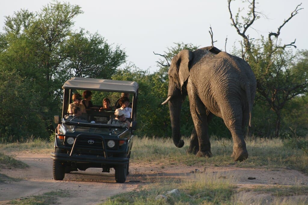 Elephant sighting