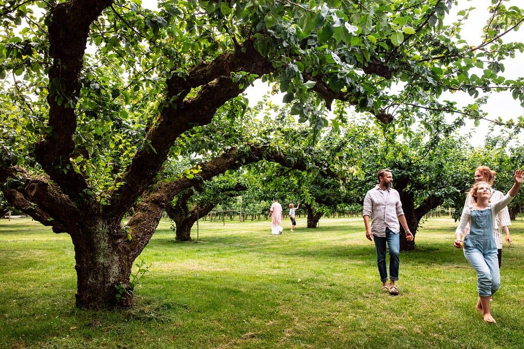 Våra äppelträdgårdar