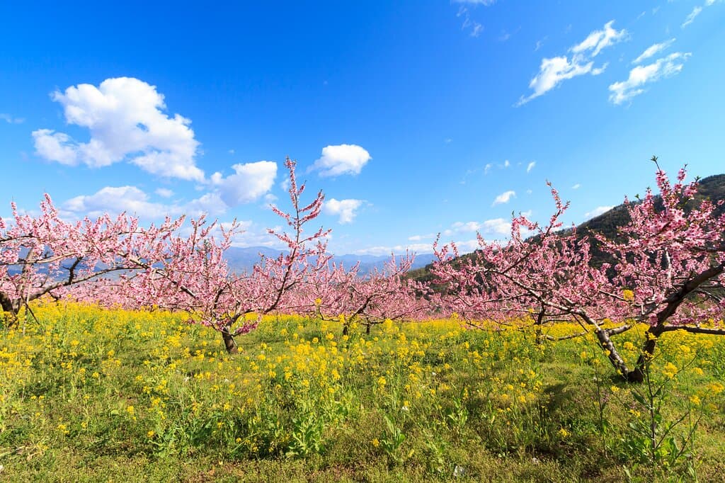 Cherry blossom are not the only pink in spring! Yamanashi Prefecture is the largest grower of peaches in Japan, and there are many orchards and vineyards that boast these juicy fruit. In the spring, these fruit trees bloom the most stunning pink and white flowers, creating a majestic carpet-like effect all throughout the Fuefuki area. A beautiful and heartwarming sight, check out the link to learn more about the area! https://www.japan.travel/en/destinations/tokai/yamanashi/