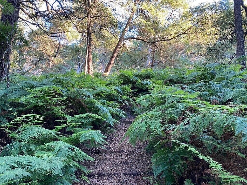 Greens Bush Mornington Peninsula National Park