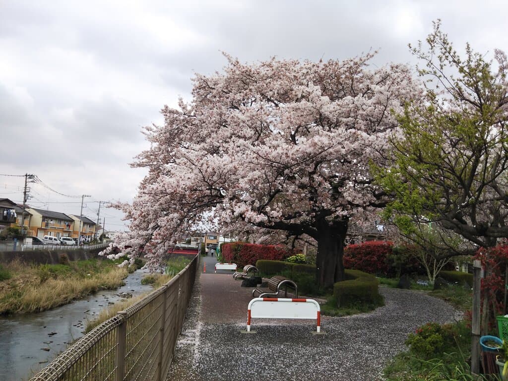 遊歩道の上から河岸を超えて花を咲かせる桜🌸の木