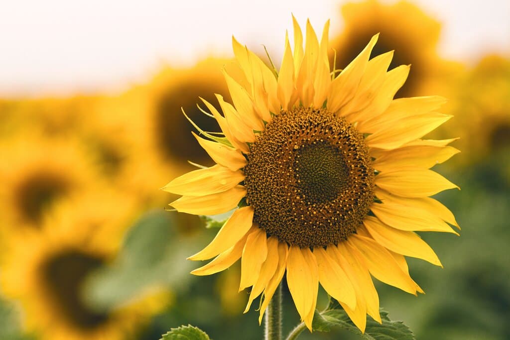 Flower Fields Guided Tours