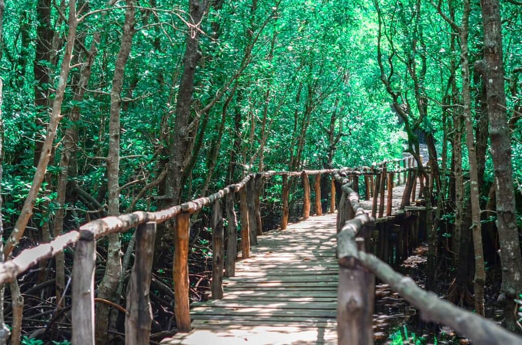 Jozan forest  is a national park in Zanzibar  
