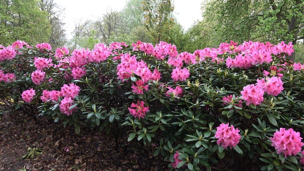 Belmonte Arboretum in Wageningen