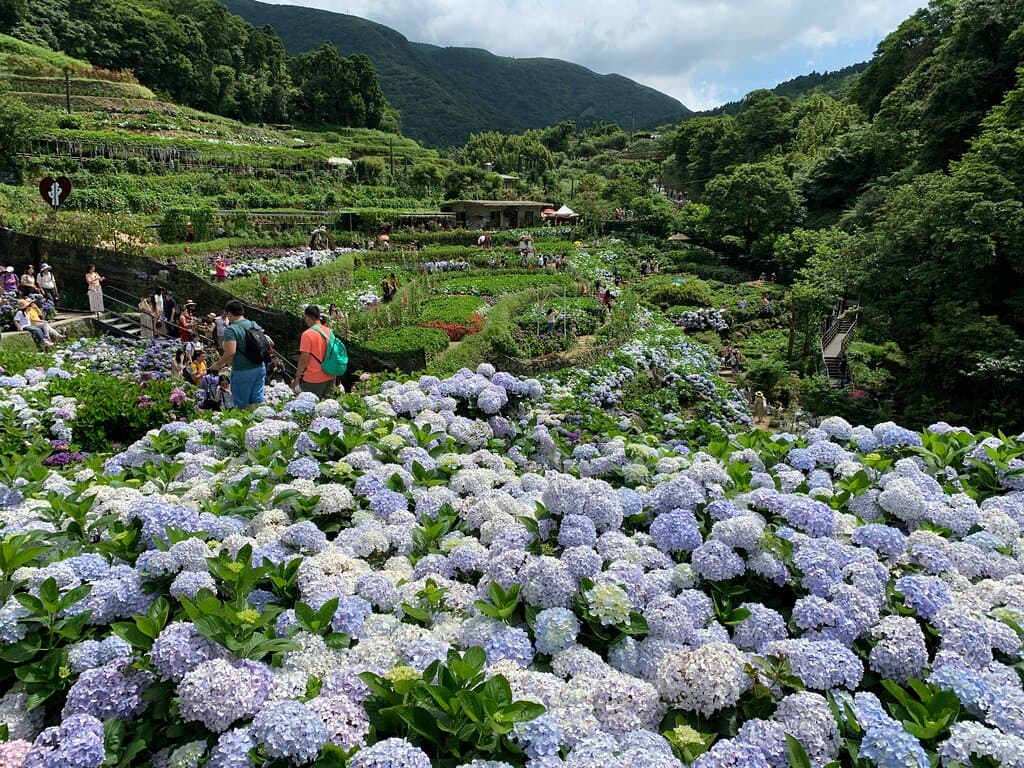 大梯田花卉農園