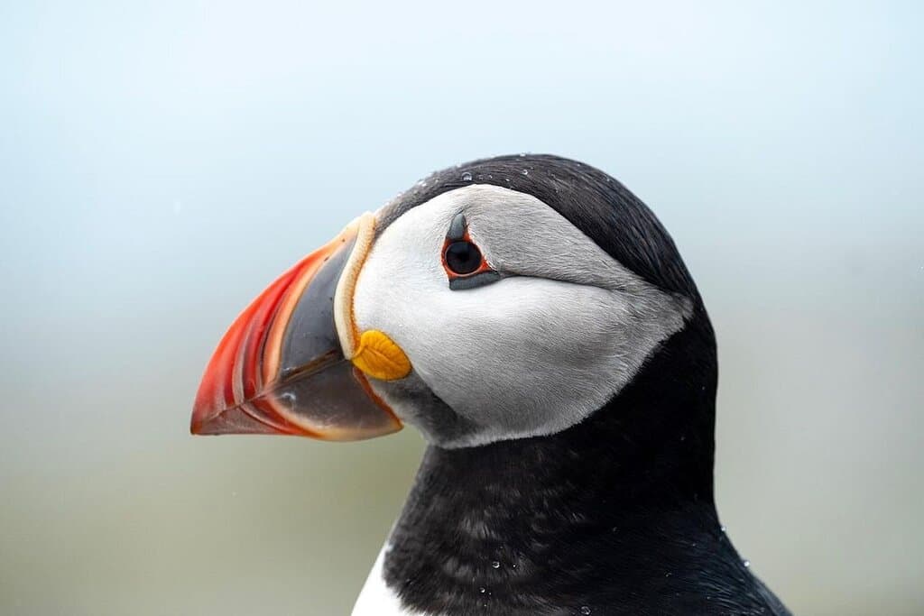 This great shot was shared with us by a guest of our Puffin Crusises. We love seeing your photos! 