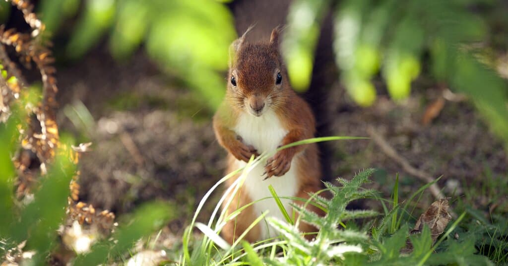 Brownsea Island is home to over 200 rare red squirrels and is a great place to spot them.