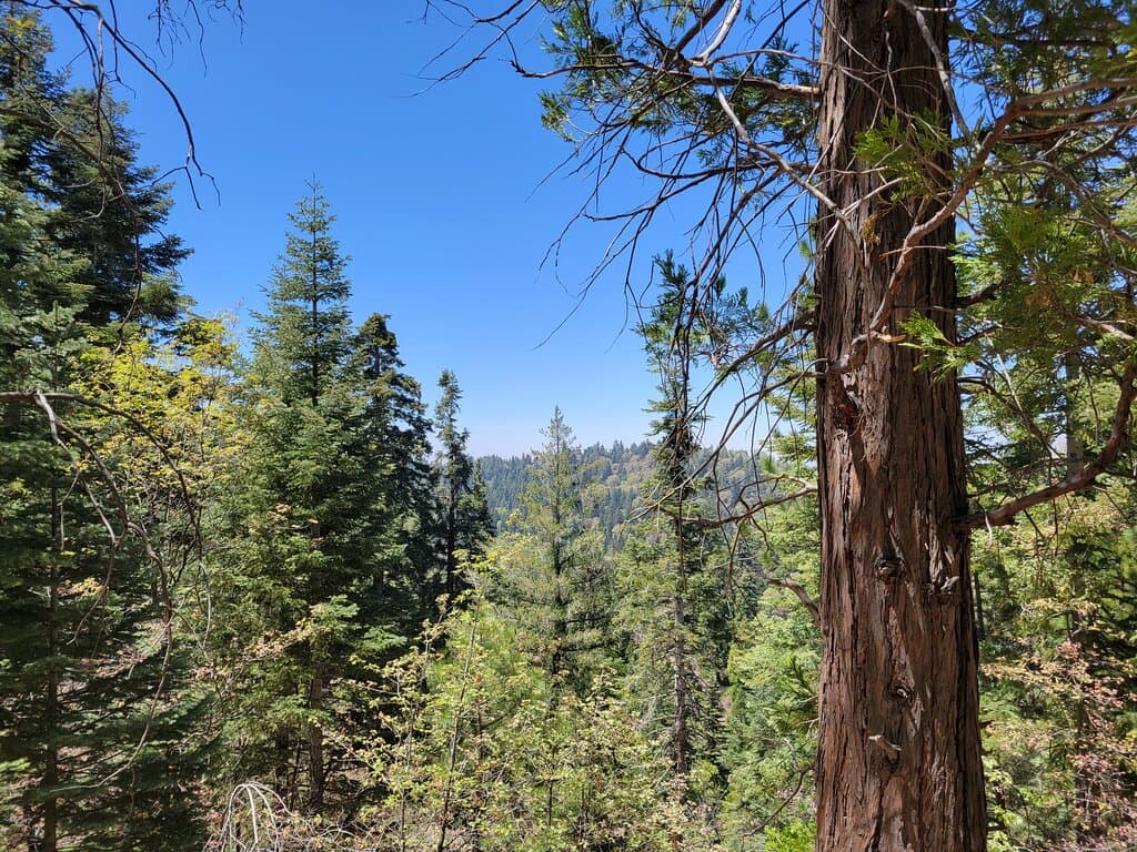 view of the treetops