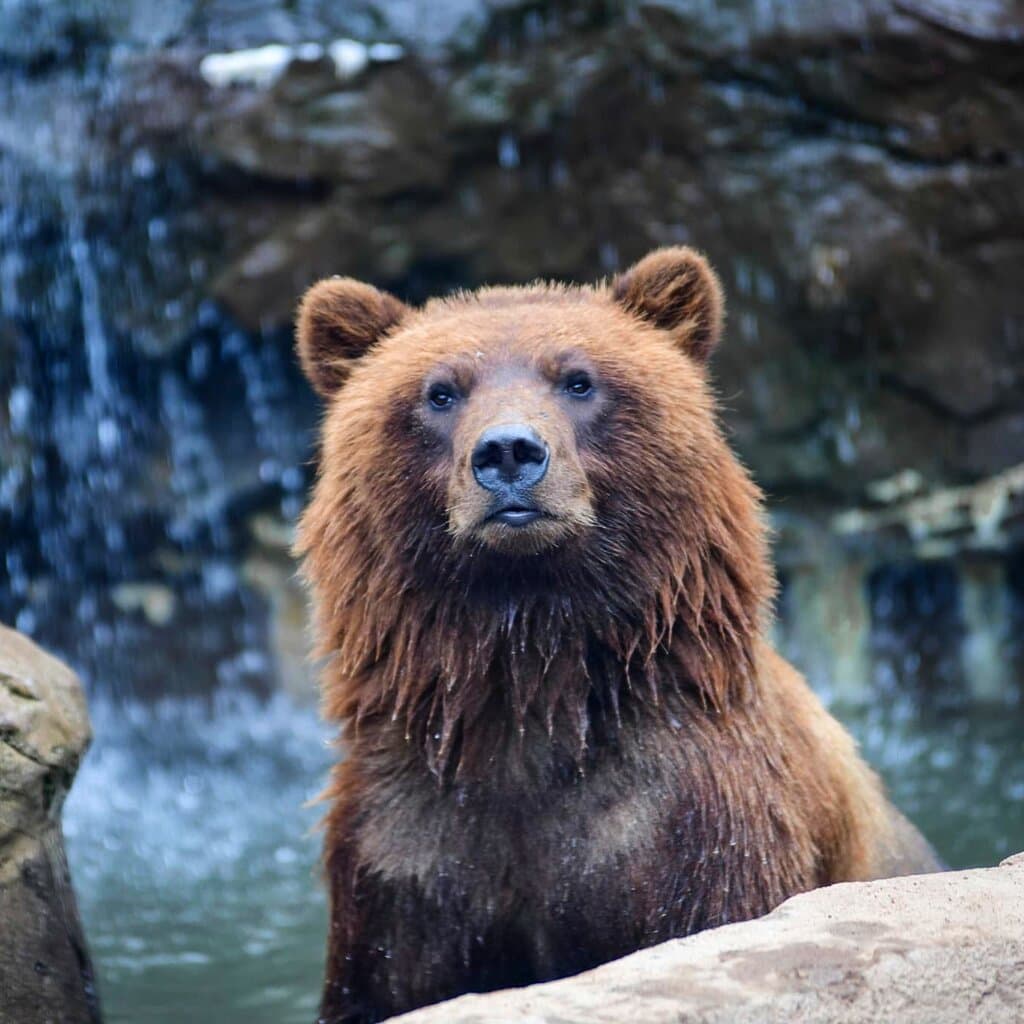 Tundra and Banks, two brown bears, were orphaned when their mother was tragically killed by a car. Unable to survive on their own in the wild, we have provided them a  forever home right here at the Lake Superior Zoo!