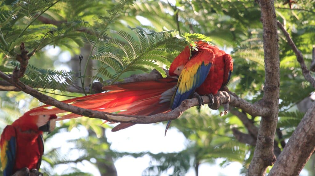 Wild Scarlet enjoying a preen