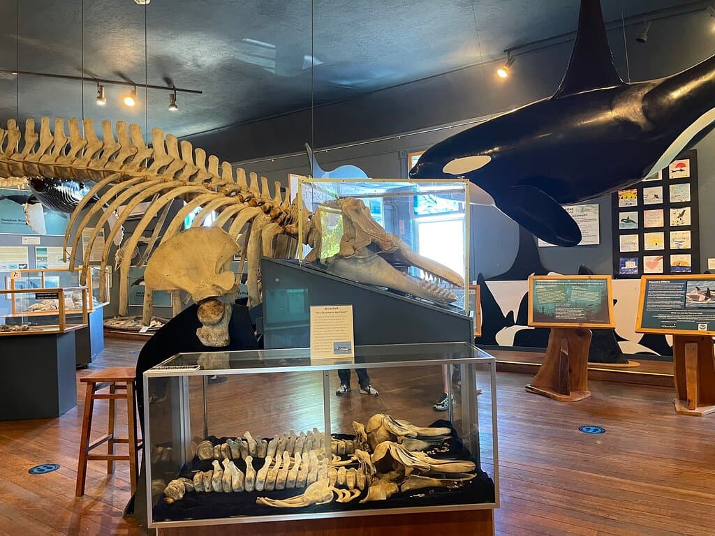 Whale Museum