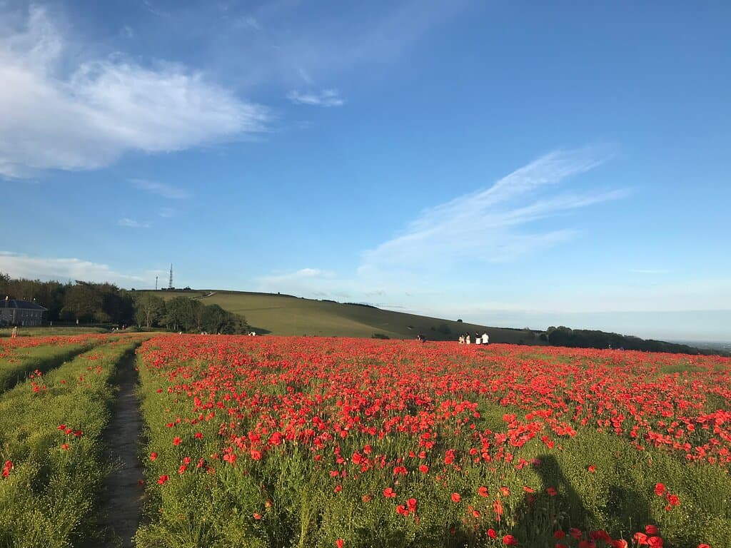 Poppies