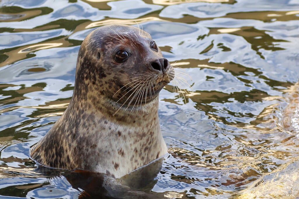 Cornish Seal Sanctuary Gweek