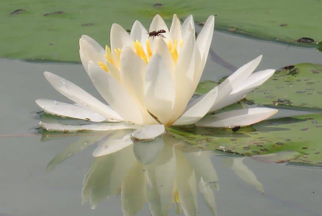 Love the reflection in the water
