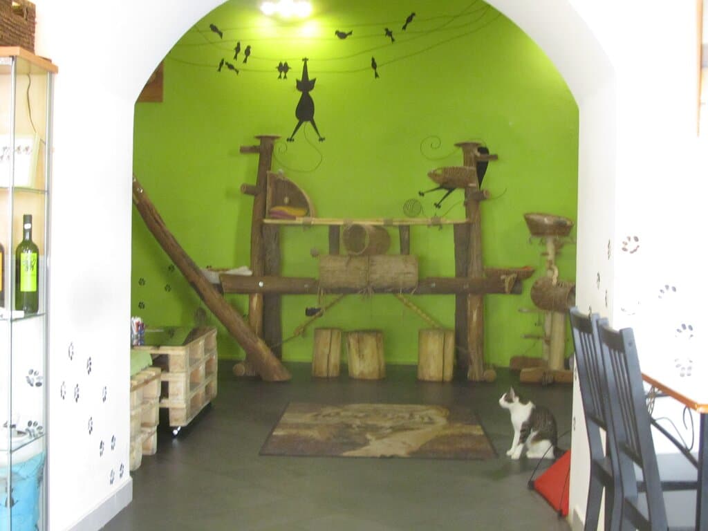 Cat Cafe
