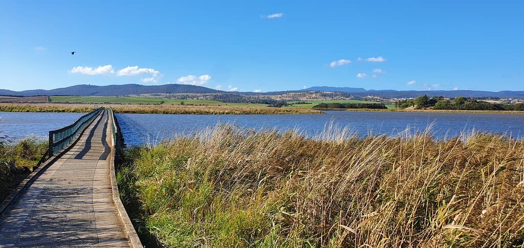 Tamar Island Wetlands walk