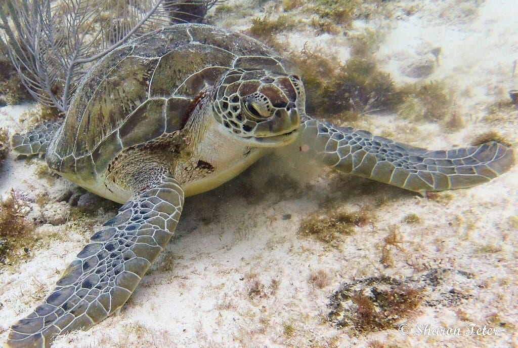 sea turtle