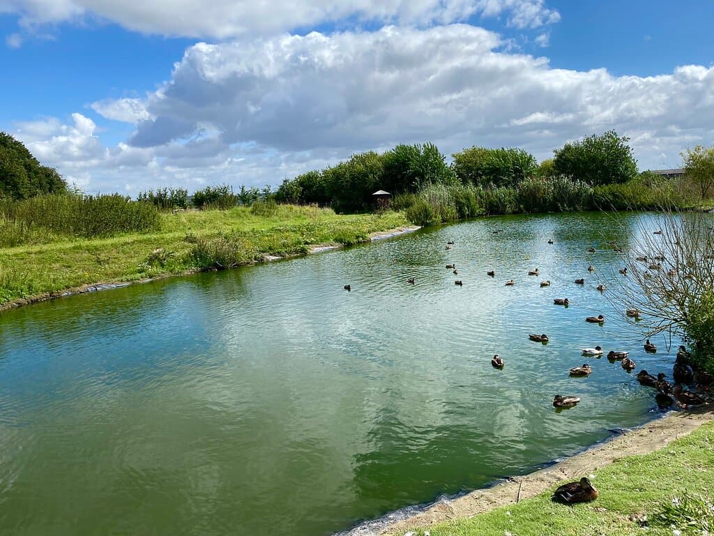 Cholderton Rare Breeds Farm