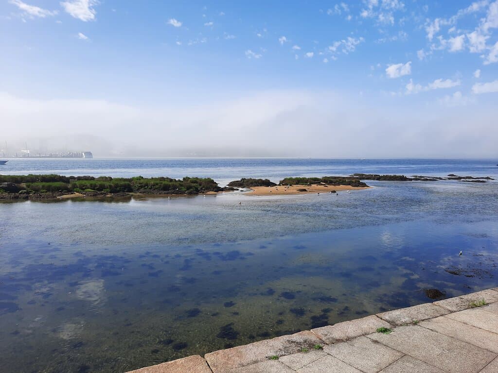 Aves nos bancos de areia