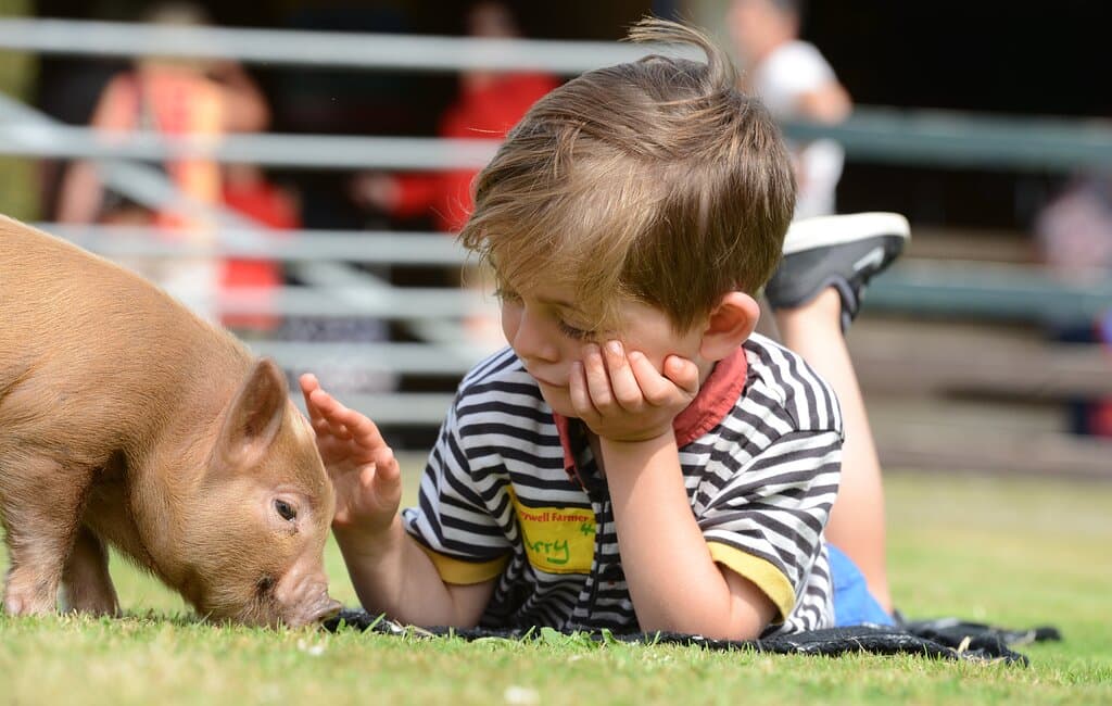 Piggy Cuddles at Pennywell Farm 