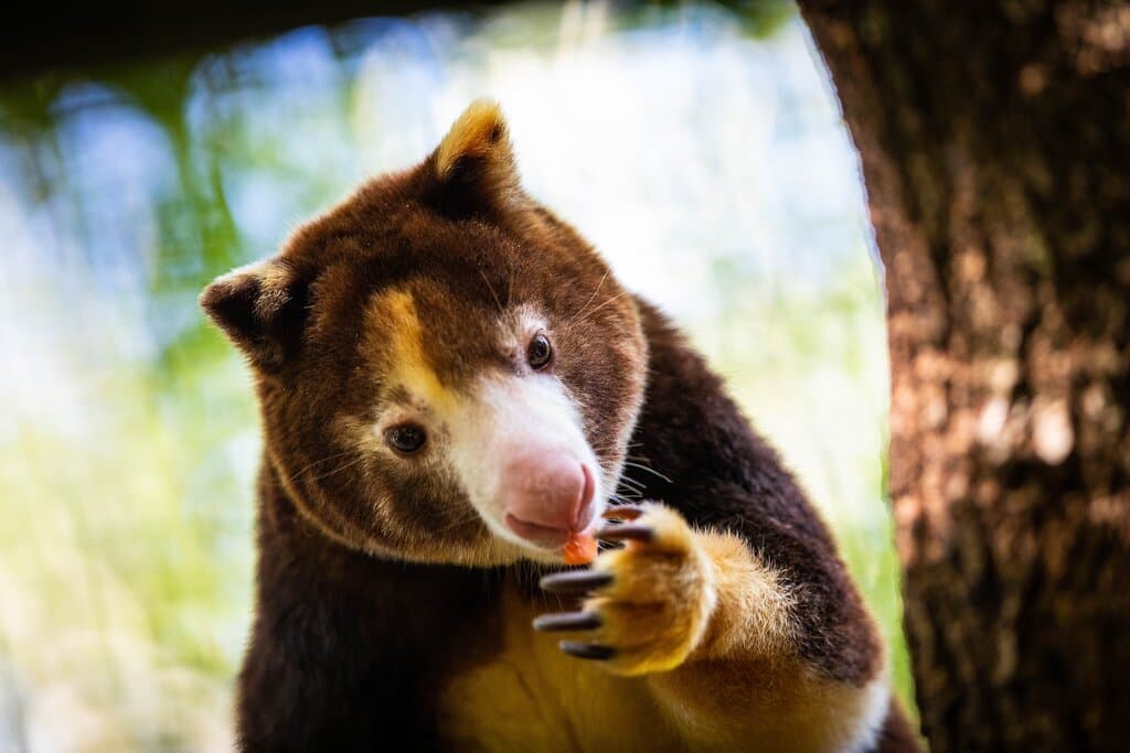 Matschie's tree kangaroo