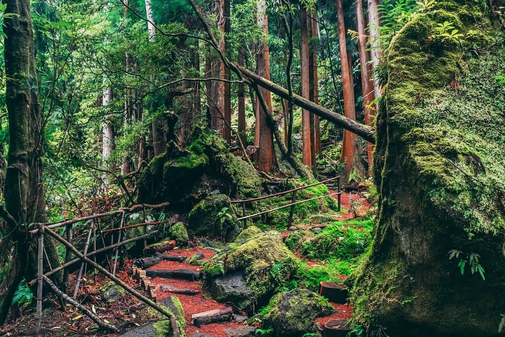 Take a journey into the natural world of Azor along the trails of our park.