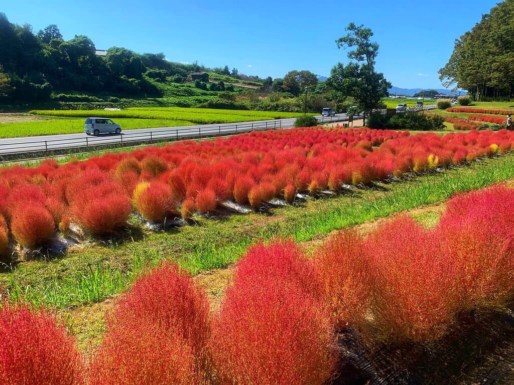 コキアの赤、赤そばの赤、がとても綺麗でした！
