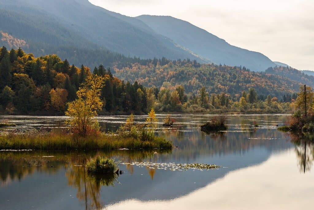 Canada geese performed a great air show today, Oct 19th, 21. Fall colours are beautiful!