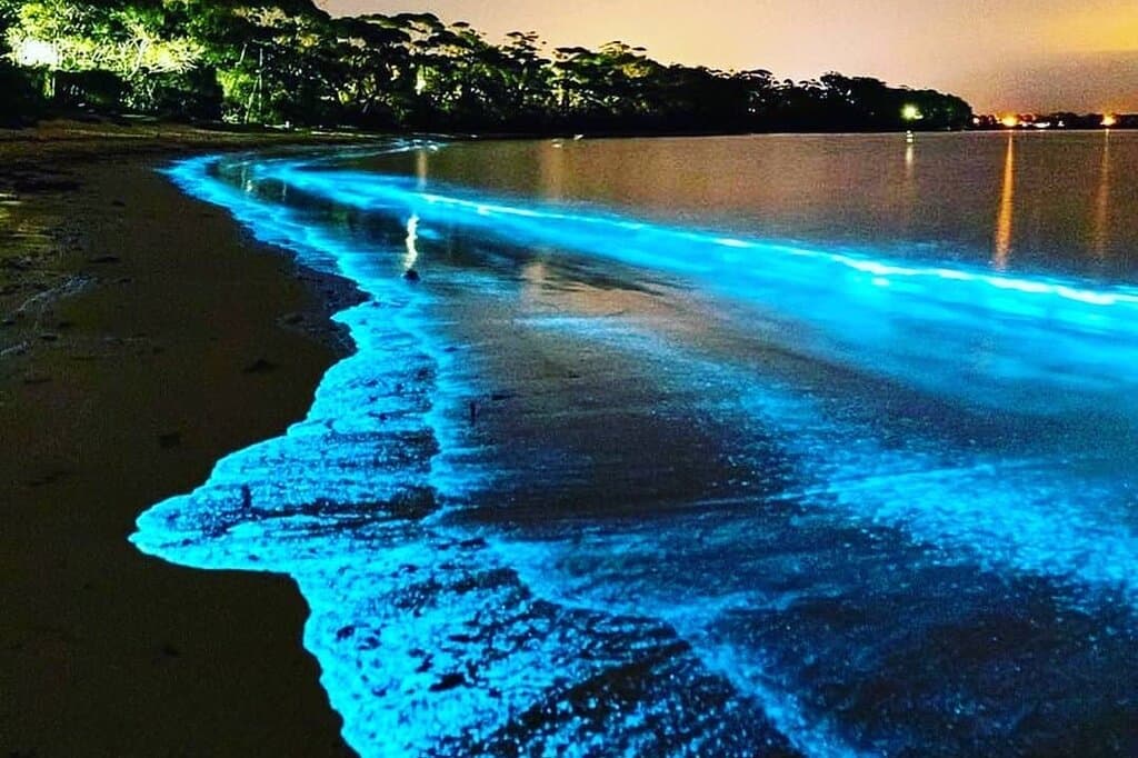 Banana River Bioluminescence