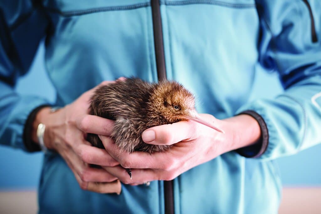 Meeting a kiwi chick on the Behind the Scenes Exclusive tour