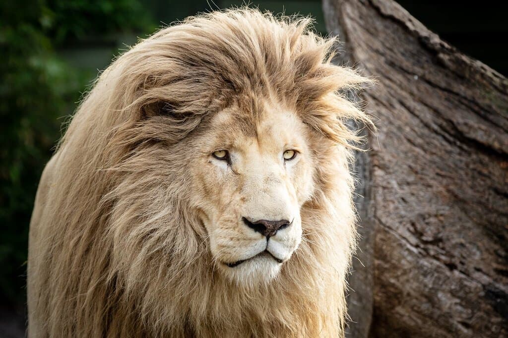 Meet the lions - Malika, Bakari, and Kiara - in daily interactive keeper talks. 