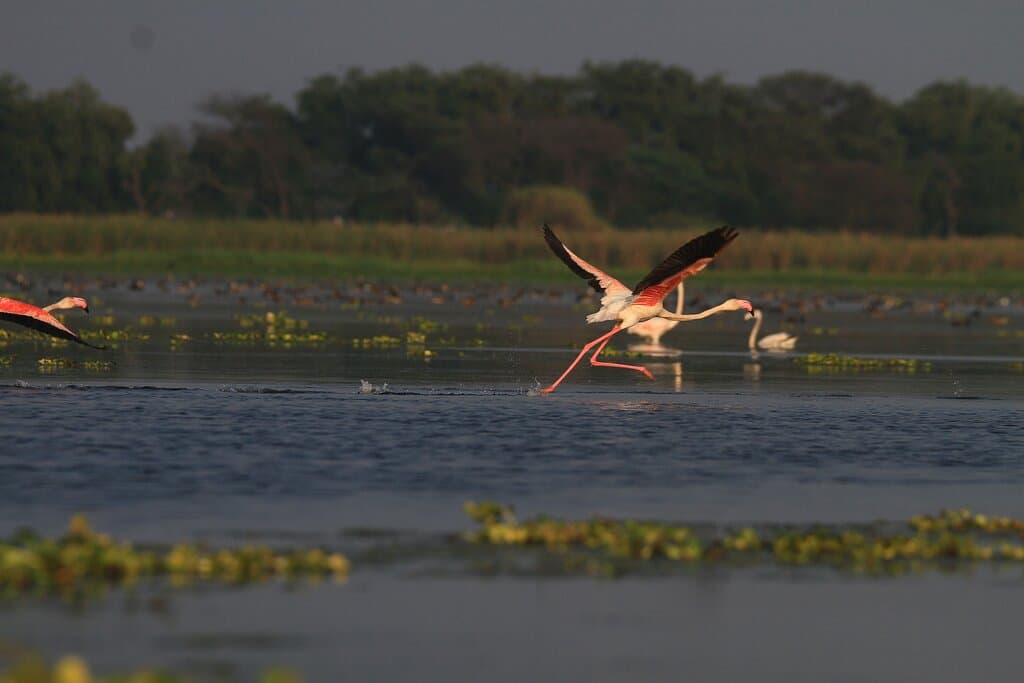 Beautiful flying moments of Greater Flamingos in Nandur 