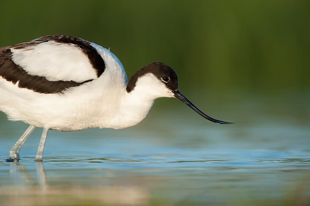 The RSPB logo bird.  the Avocet are at Arne in huge numbers