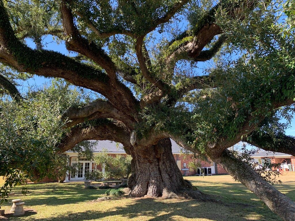 Imperial Calcasieu Museum