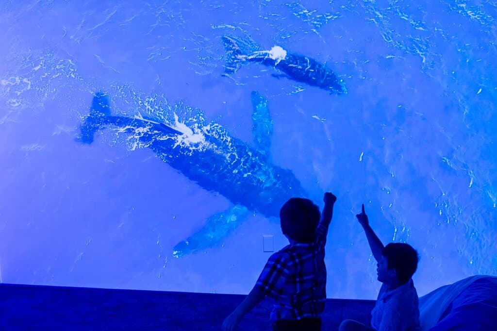 Immerse yourself in the Immersion Room - a 3 screen floor to ceiling movie of marine wildlife in Hawaiʻi.