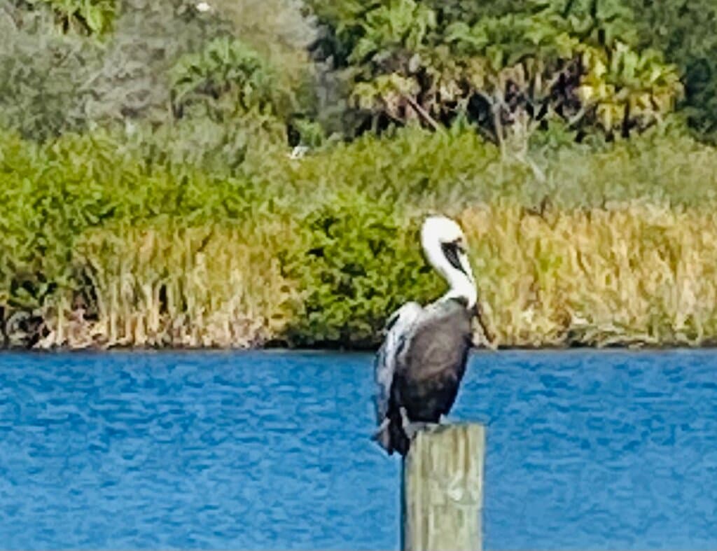 Pelican