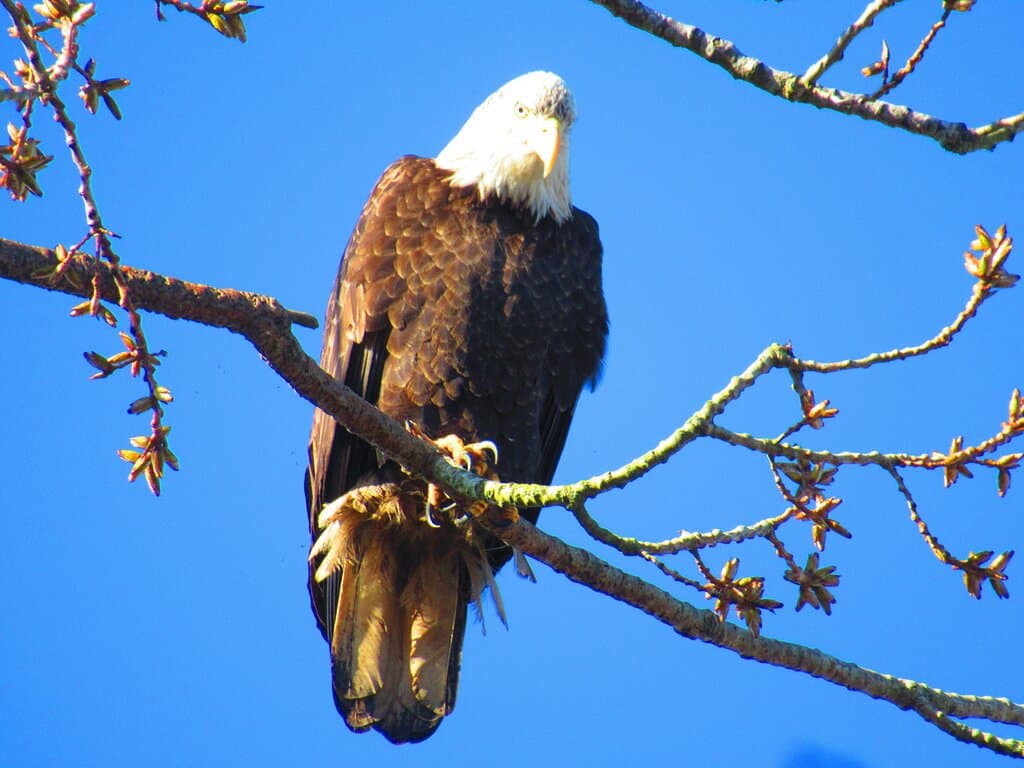 bald eagle