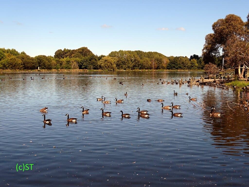 Plenty swans and ducks