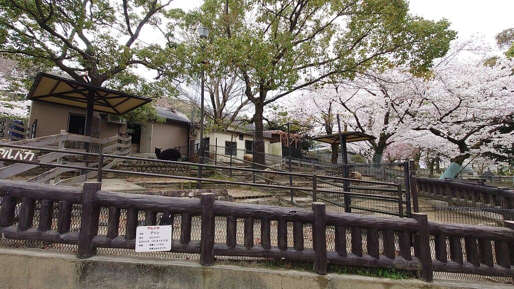 2022年3月 五月山動物園 アルパカと羊