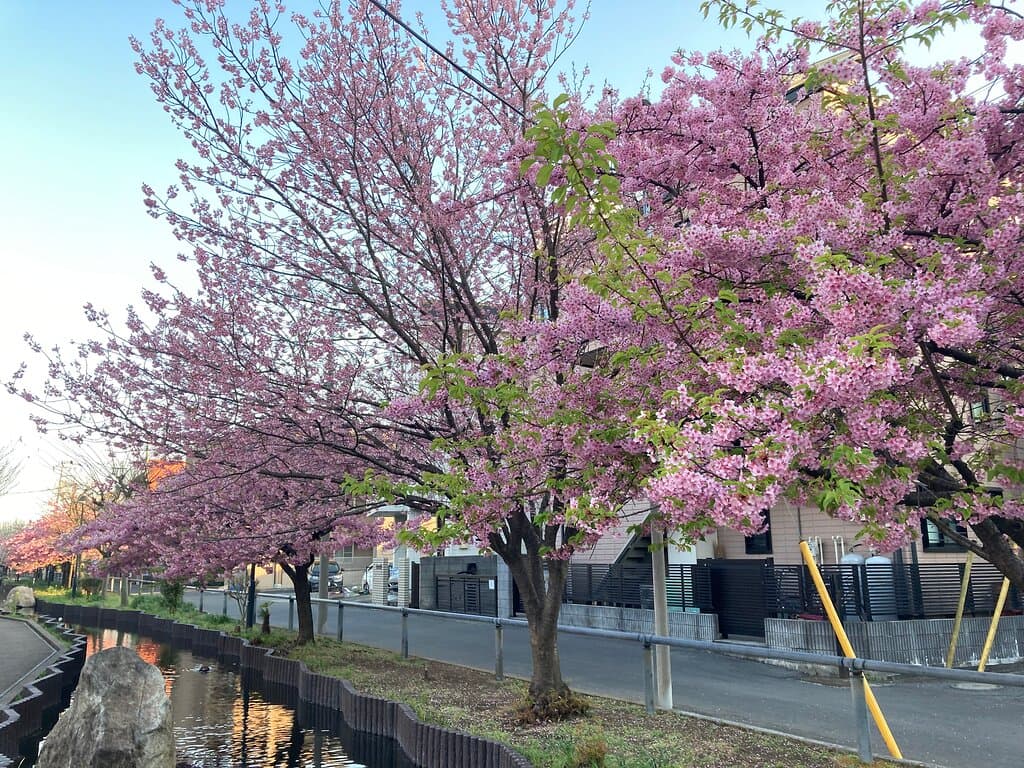 遊歩道沿いに咲く桜
