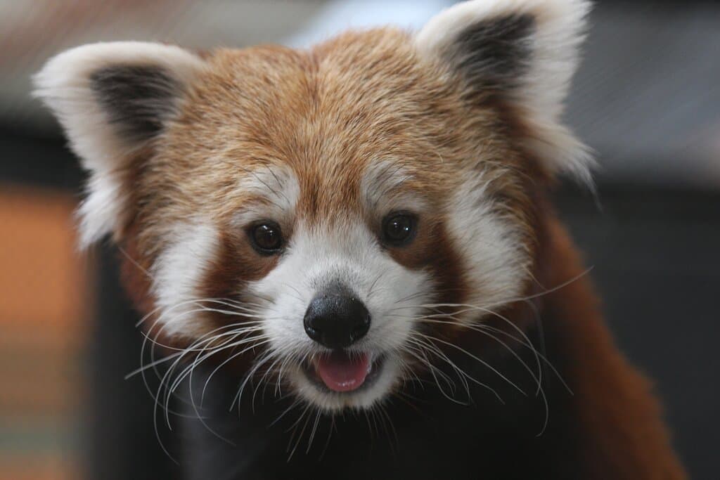 Red  Pandas love weather between 40-70 degrees or so. They have big paws with fur between their toes that act as snowshoes!
