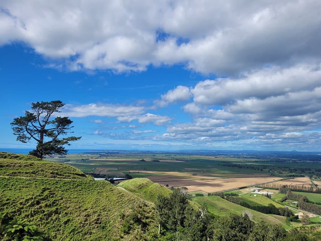 Was a wonderful day for a walk up Papamoa Hills. Walked up with my lunch where I met some hungry sheep, beautiful flowers and a lone mushroom.