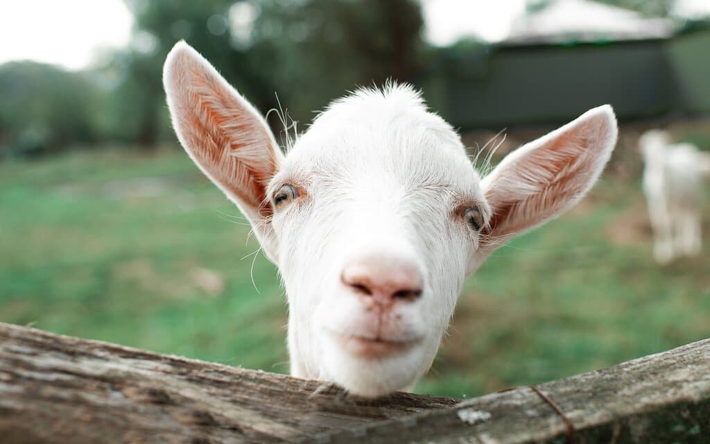 See farm animals on a self-guided animal paddocks trail