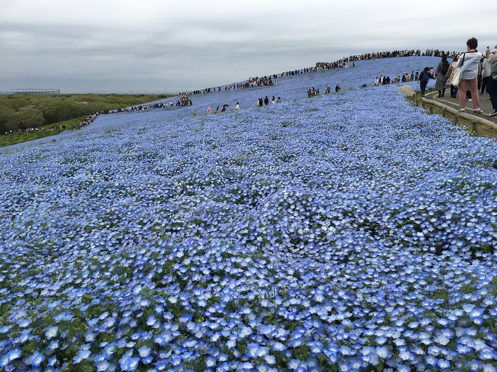 ネモフィラでいっぱいのひたち海浜公園「みはらしの丘」