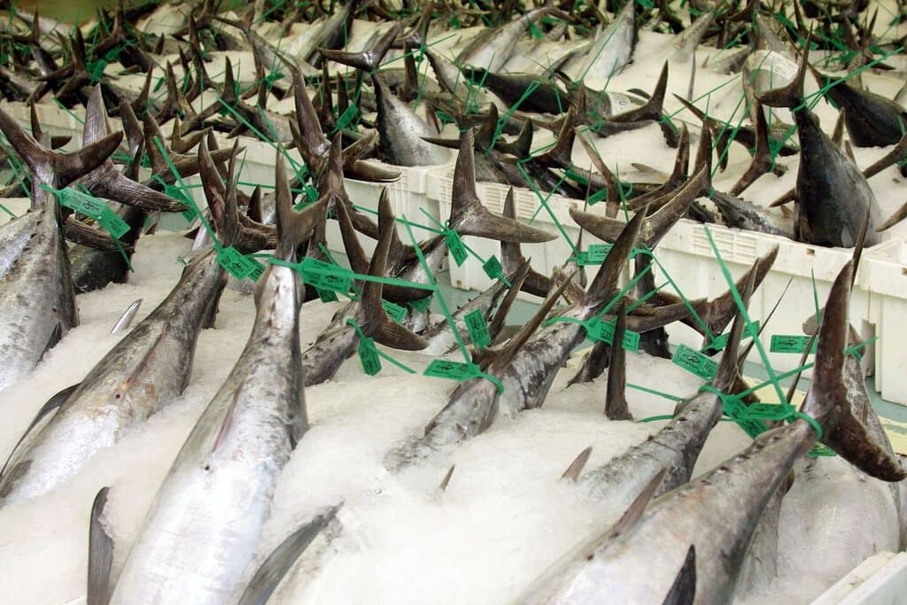 Subasta de Bonito del Norte en la Lonja de Burela