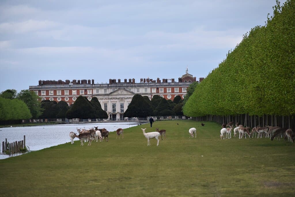 A magnificent view of Hampton Court Palace with deer in the foreground taken from Hampton Court Home Park