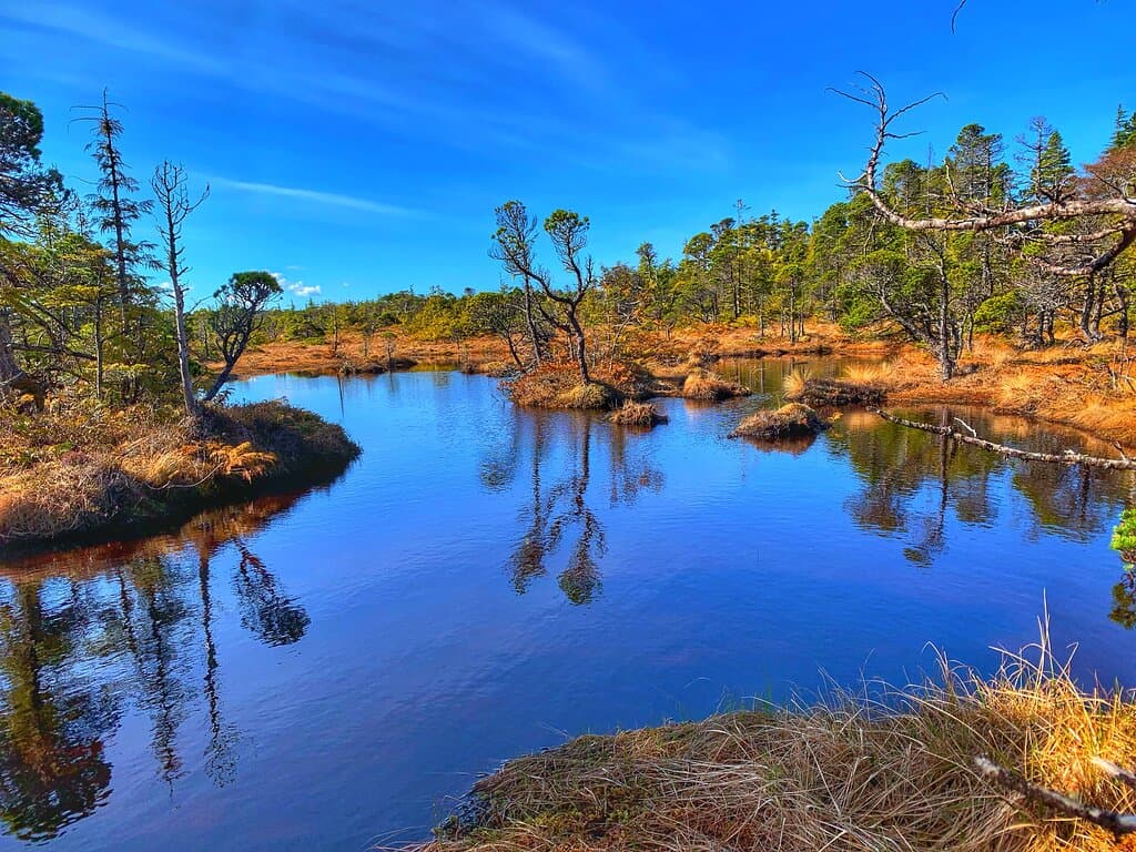 The unique bog environment is stunning on a clear day