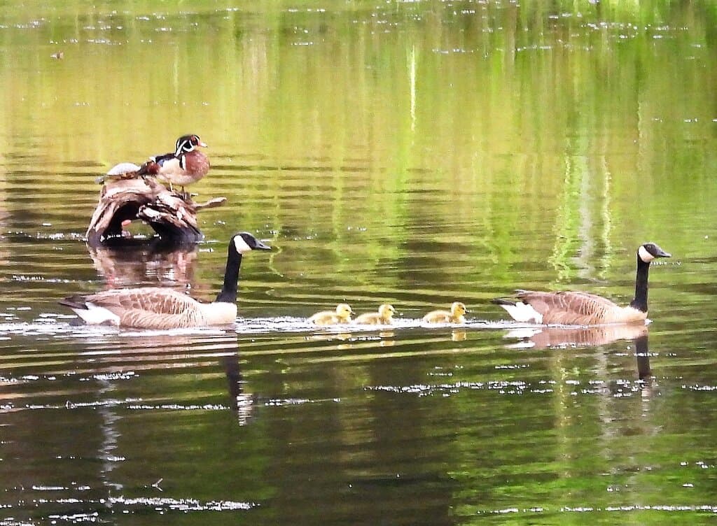 Wood duck and family of Canada geese