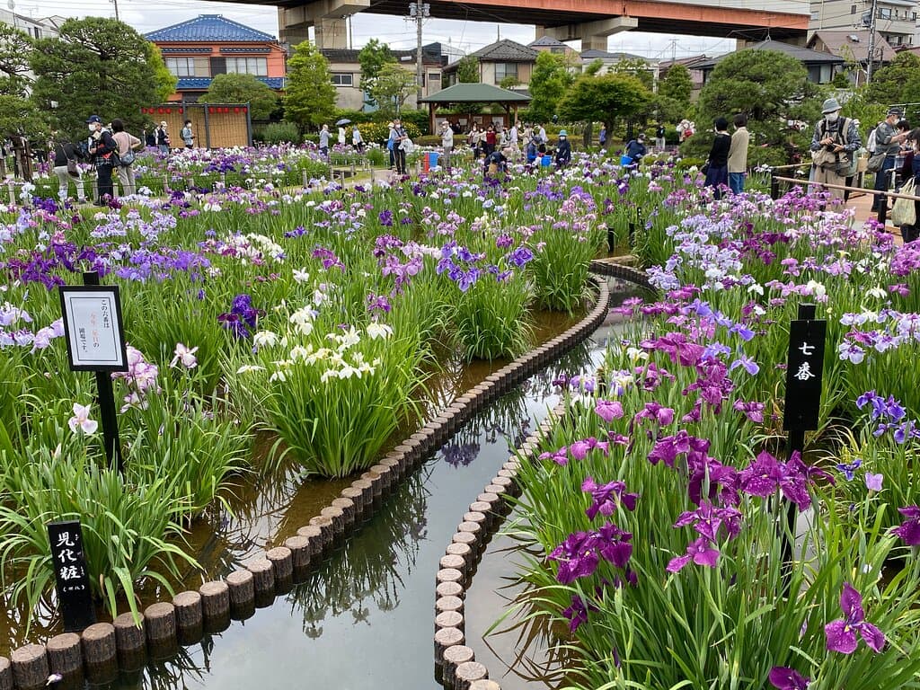 菖蒲も多いが人も多い